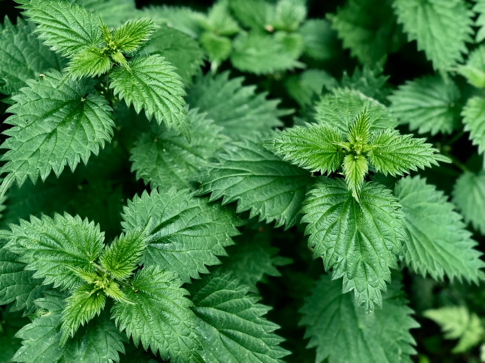 Nettle Leaf and testosterone