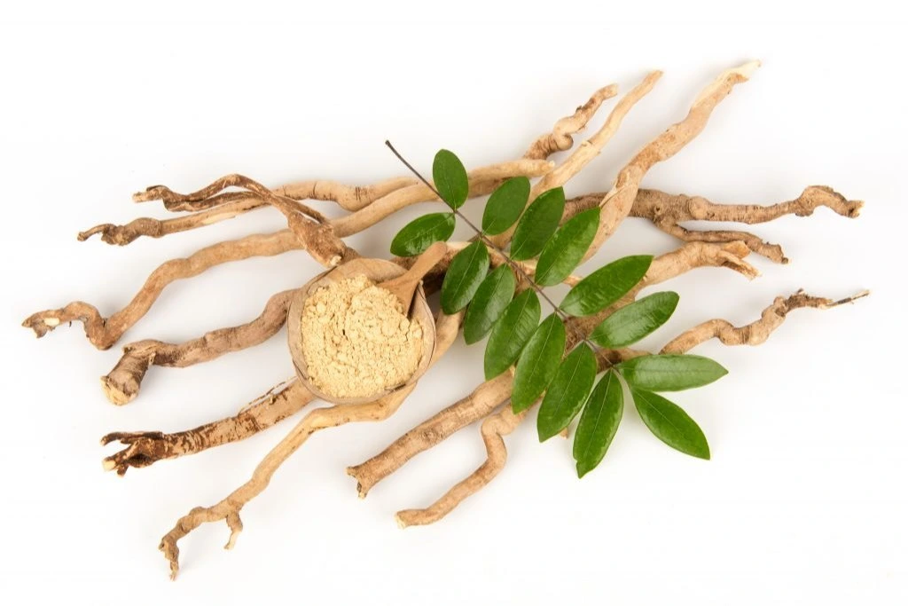 Tongkat Ali benefits for testosterone, libido and stress